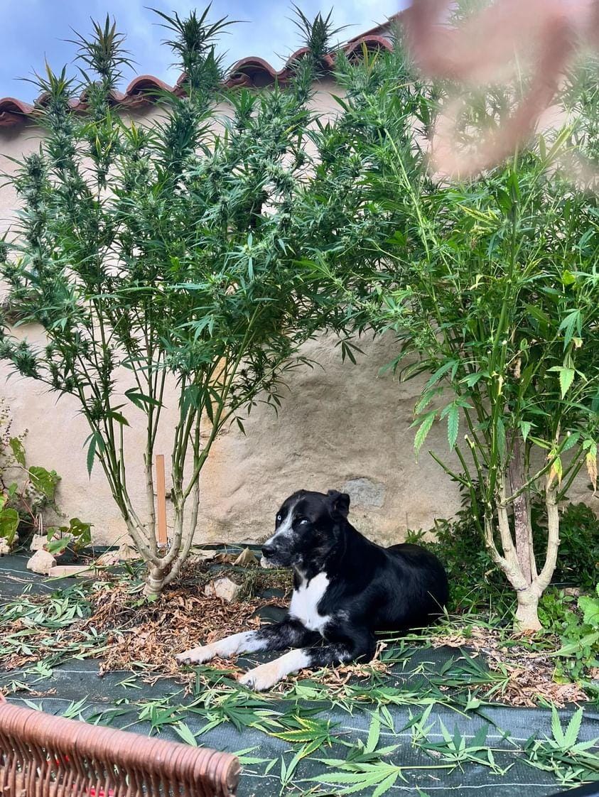 Le chien de la ferme parmi les plants