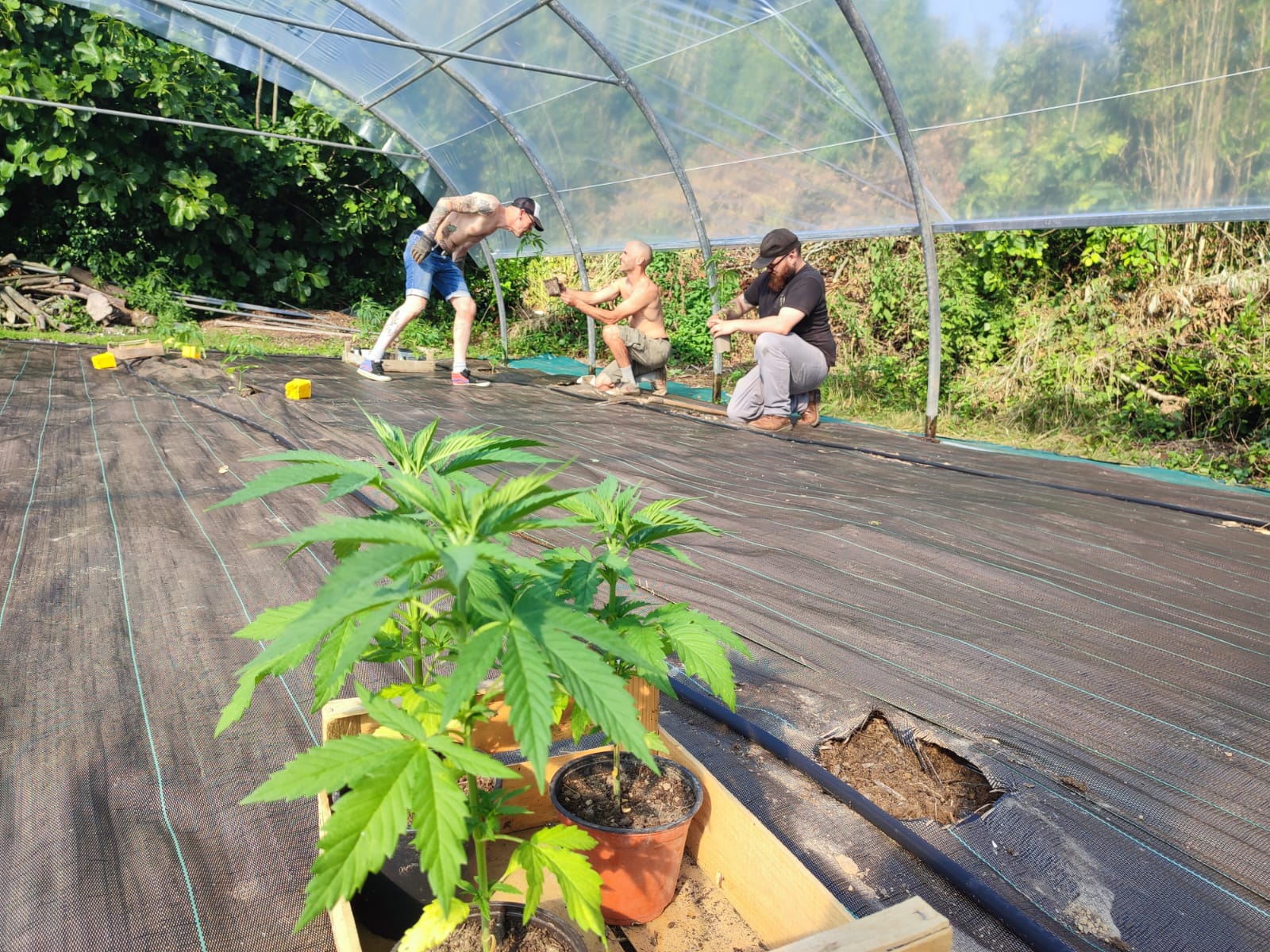 L'&eacute;quipe plante le chanvre
