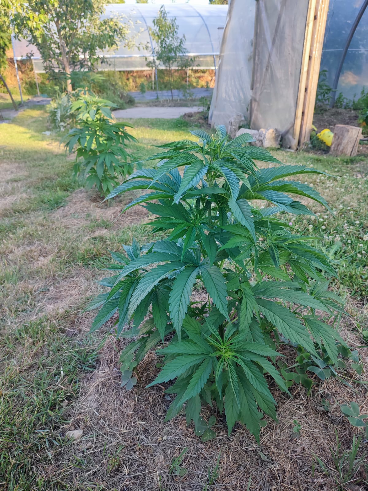 Chanvre en ext&eacute;rieur