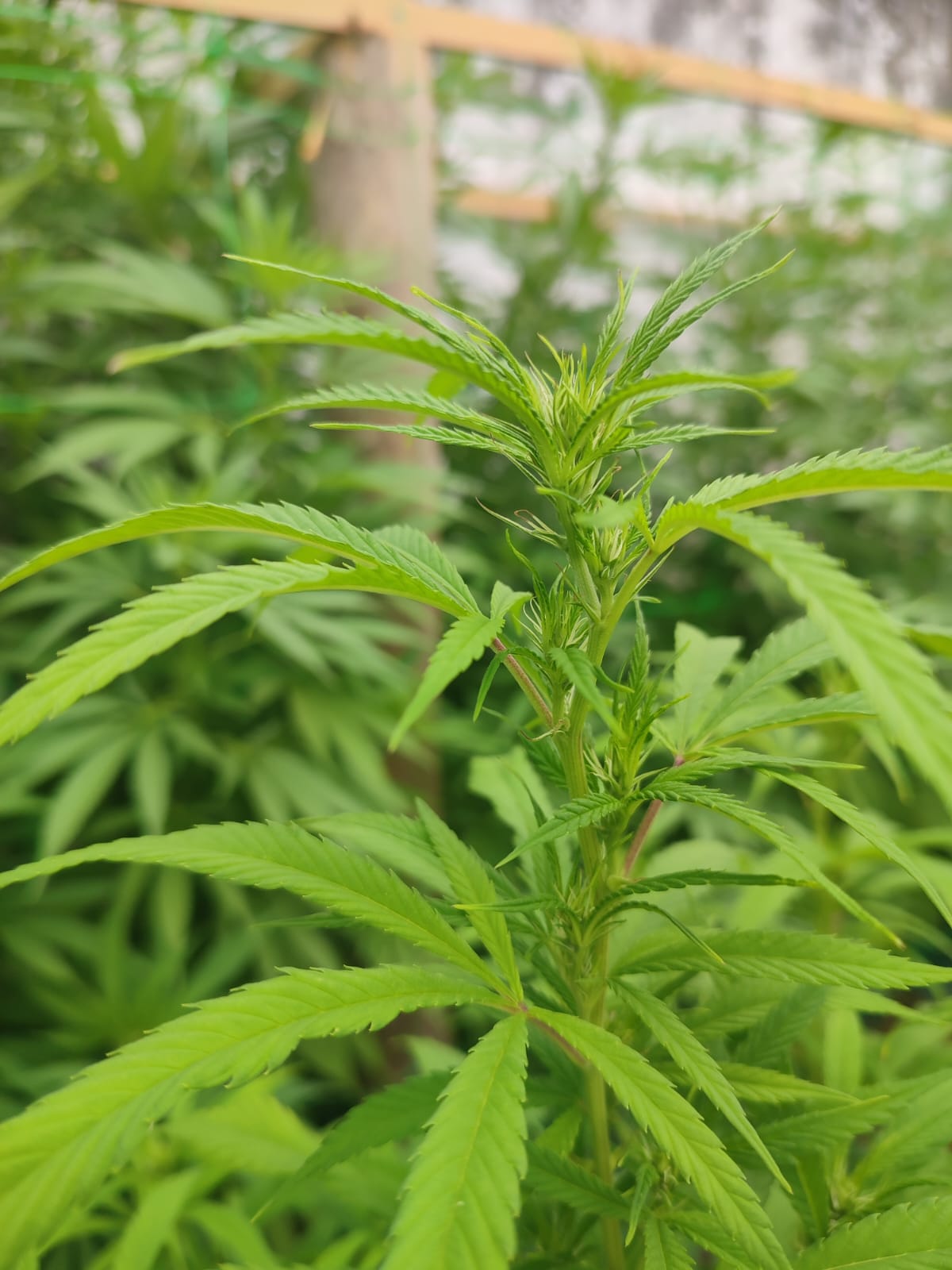 Plant de chanvre CBD en gros plan