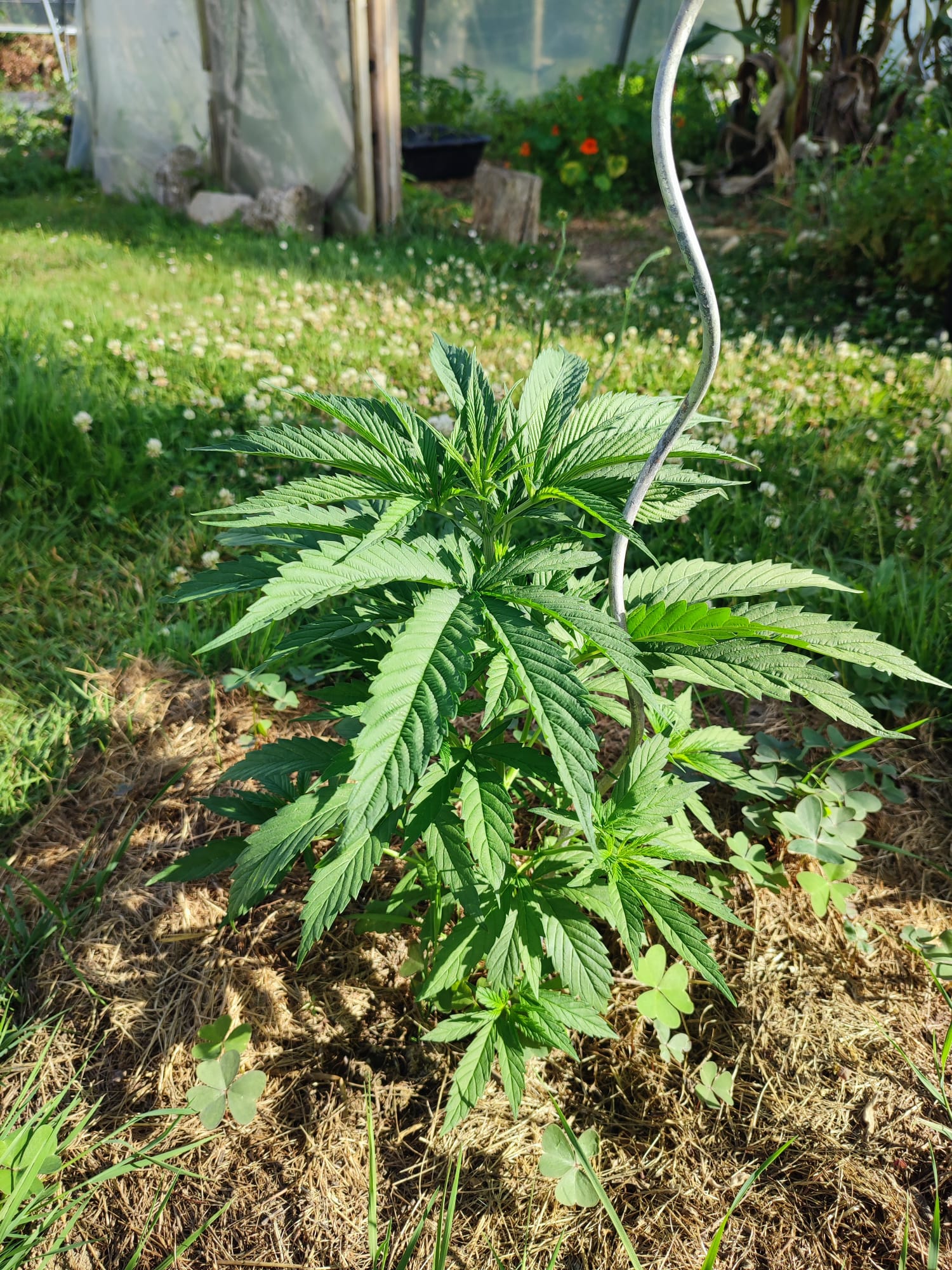 Plant de chanvre au soleil