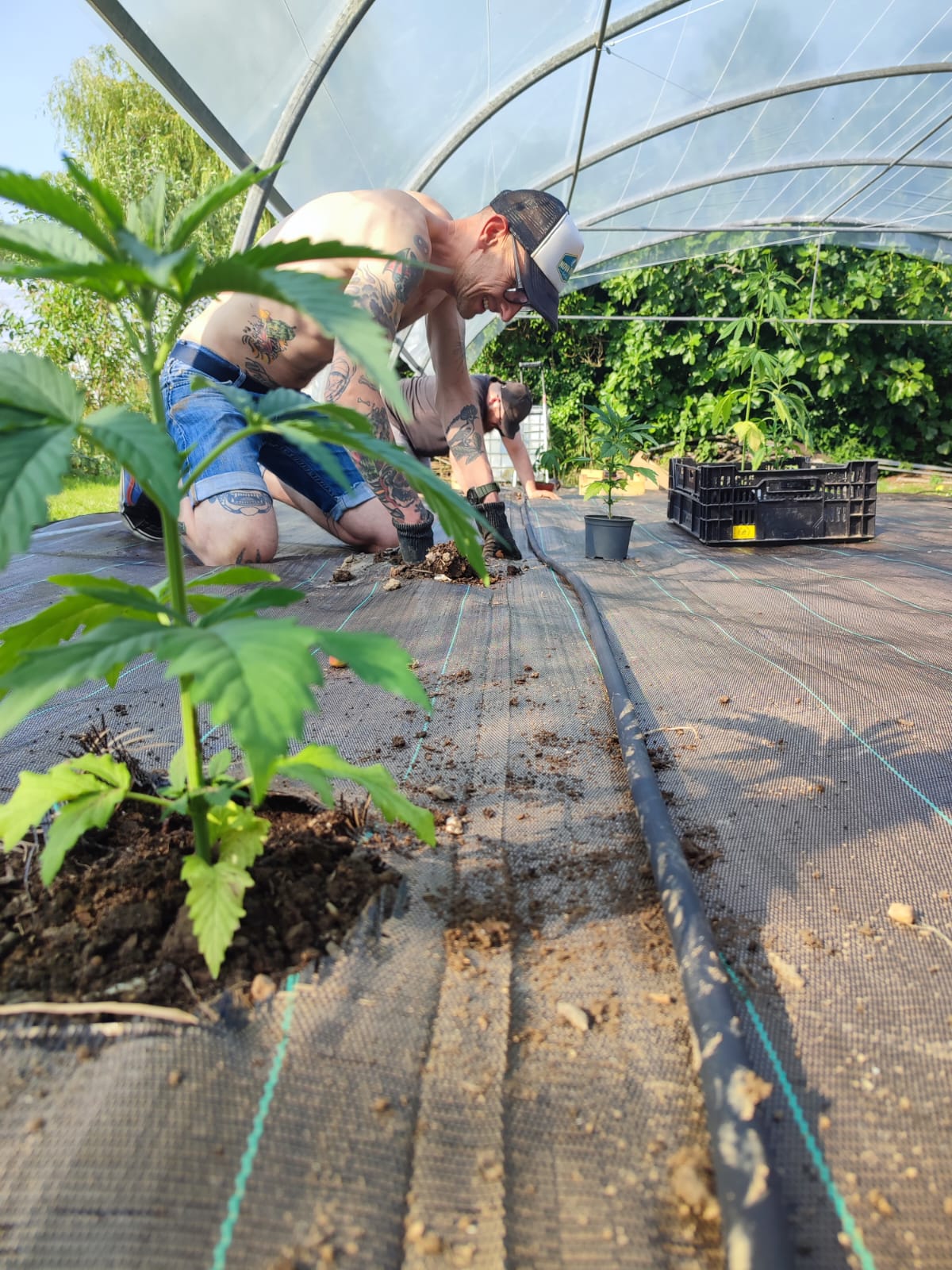 Plantation de chanvre CBD