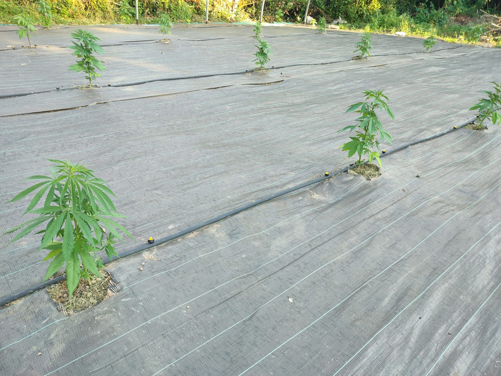 Rang&eacute;es de plants de chanvre