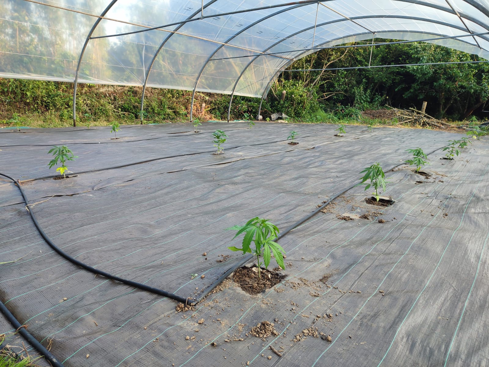 Premiers plants de chanvre sous serre