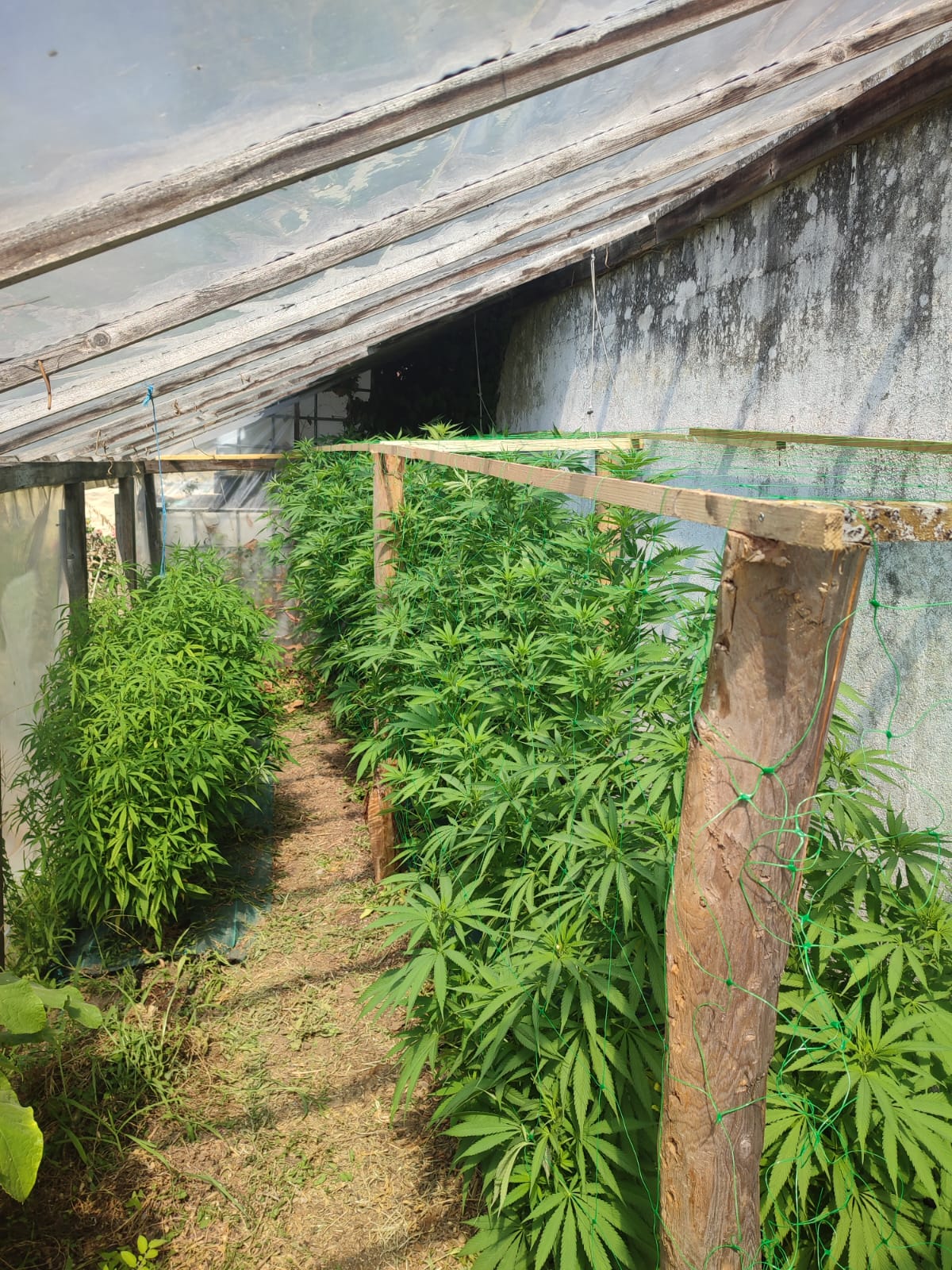Chanvre sous serre en Vend&eacute;e