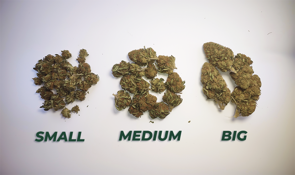 Comparatif des calibres : Small Bud, Medium Bud et Big Bud